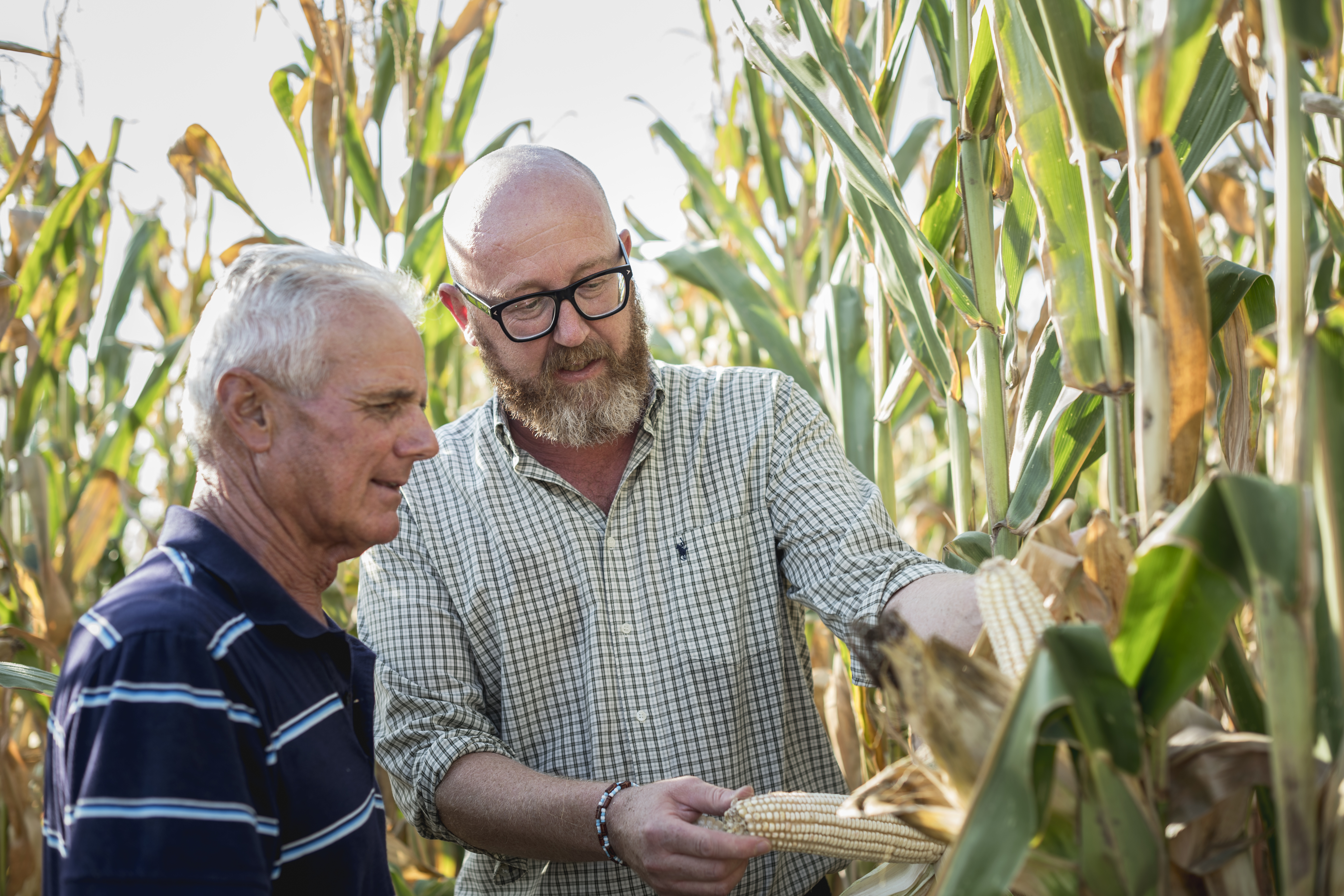 Bauer mit Dr. Schaer Mitarbeiter im Mais Feld