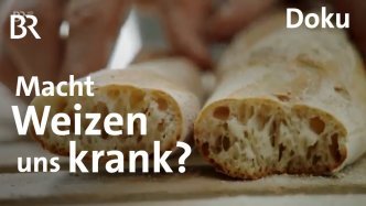 Weizen im Visier: Macht dieses Grundnahrungsmittel krank? Thumbnail