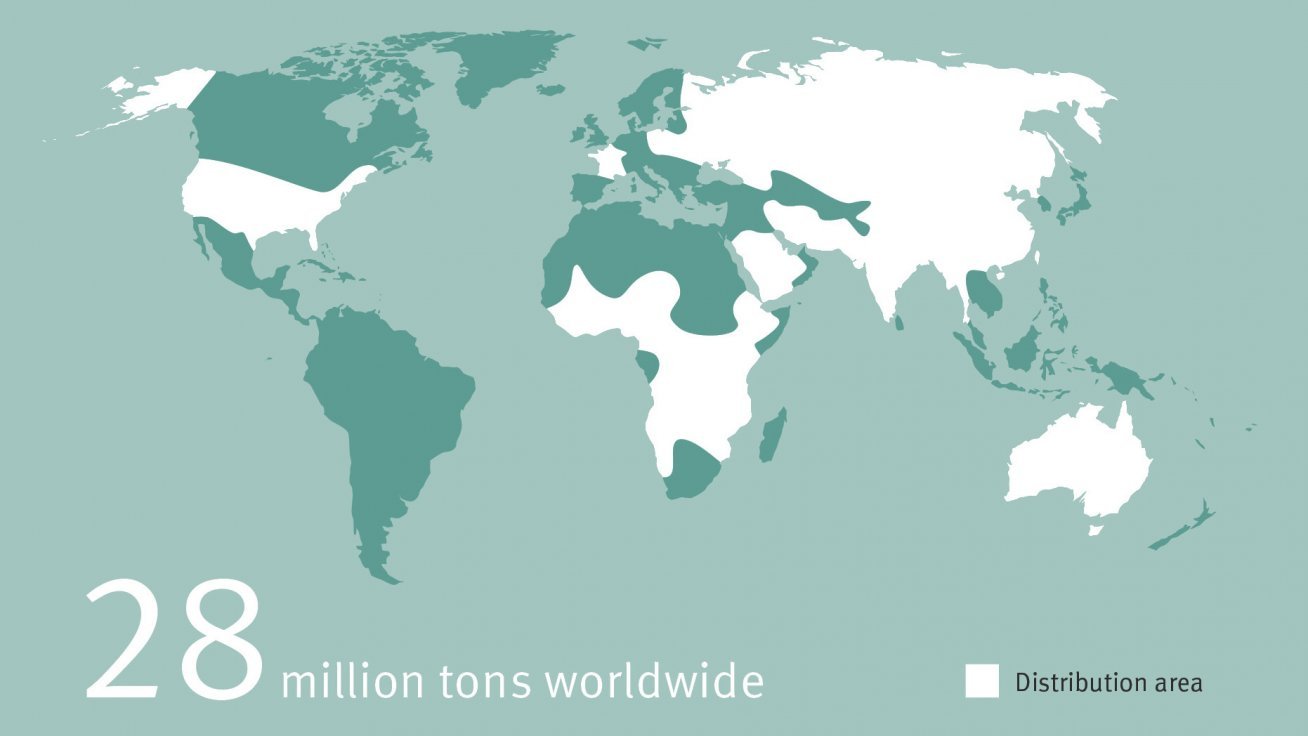 Millet in the GlutenFree Diet Dr. Schär Institute