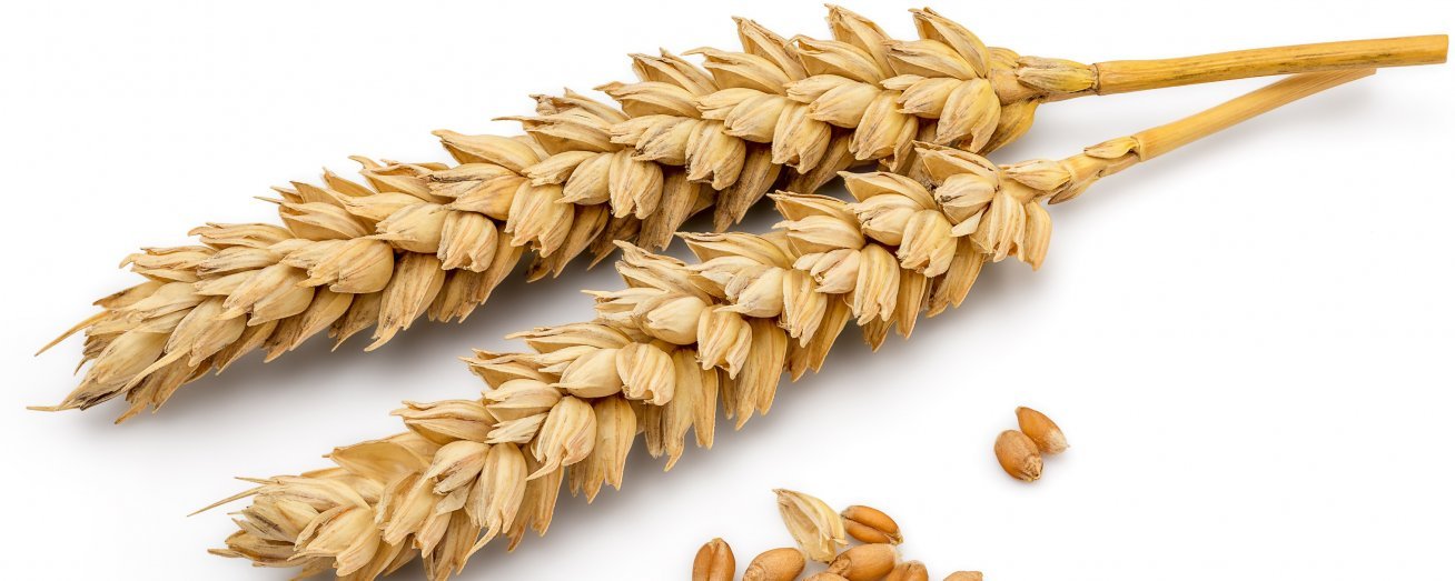 Nutrition wheat free diet nutrition-wheat-free-diet