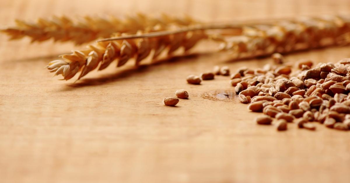 Terapia dell'allergia al grano Dr. Schär Institute