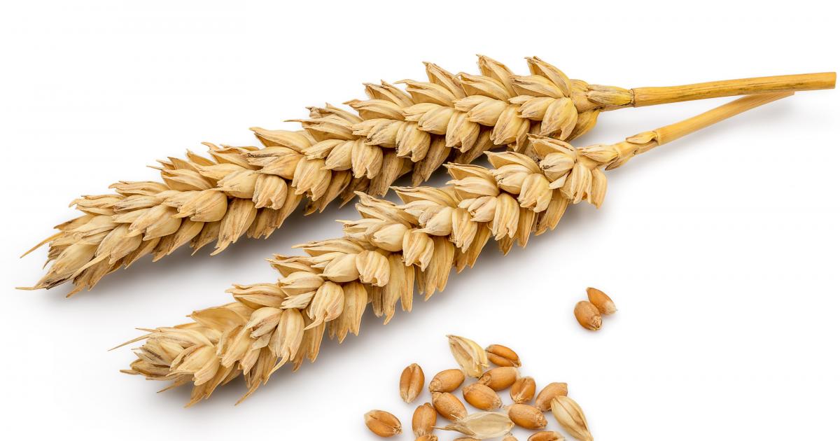 Image result for wheat