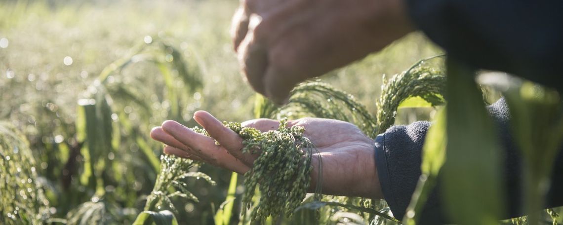 VItaMì, our project recovering and promoting minor crops